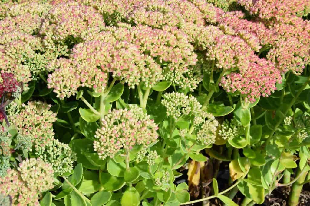 Sedum 'Herbstfreude' ---